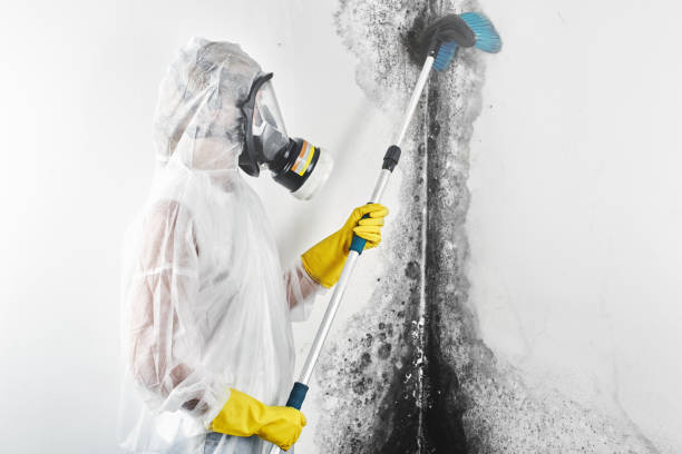 Best Mold-Related Health Consultation  in Ball Ground, GA