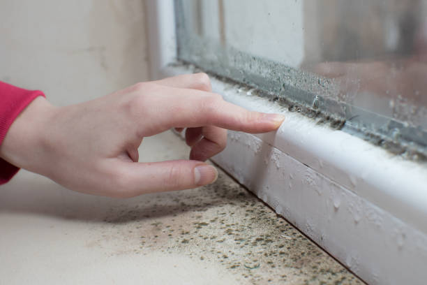 Reliable Ball Ground, GA Mold Removal Solutions